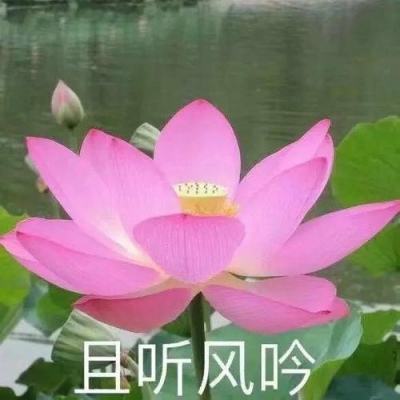 消遣迷宫中文版下载